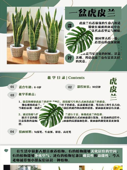 矮虎皮兰怎么养，矮虎皮兰怎么养才长得好