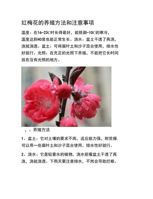 红梅花怎么养植，红梅花怎么养植方法