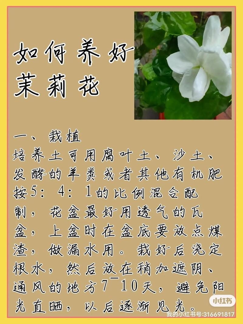 抹丽花怎么养，抹丽花怎么养才能开花