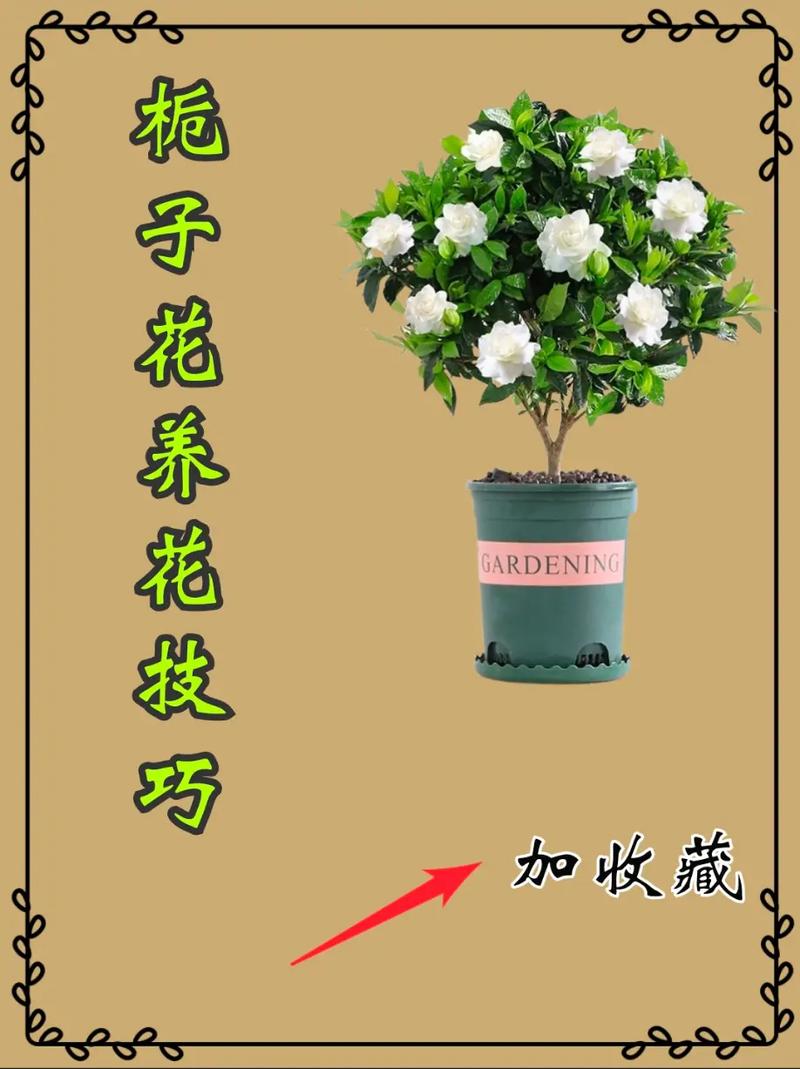 至子花怎么养，植子花的养法