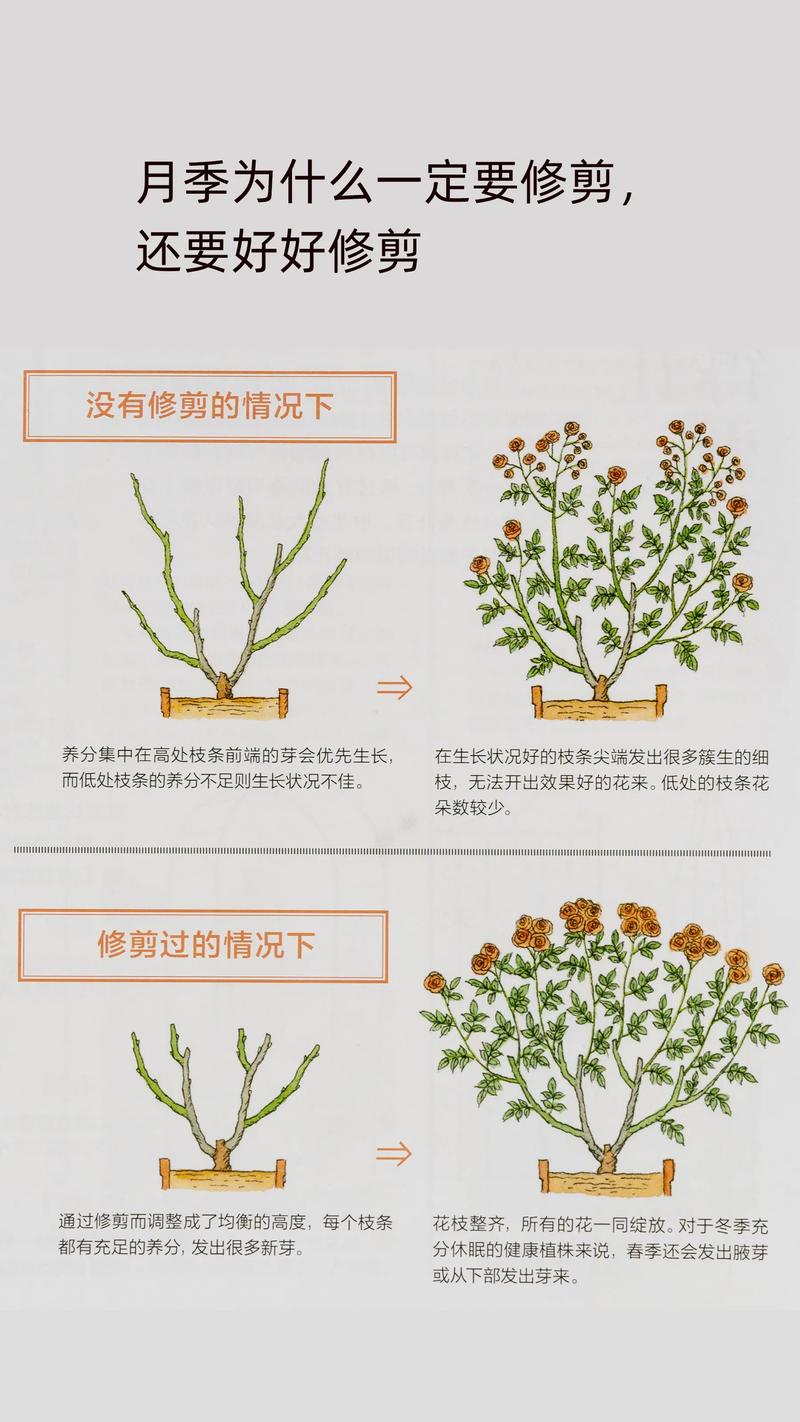 花怎么剪枝，月季花怎么剪枝