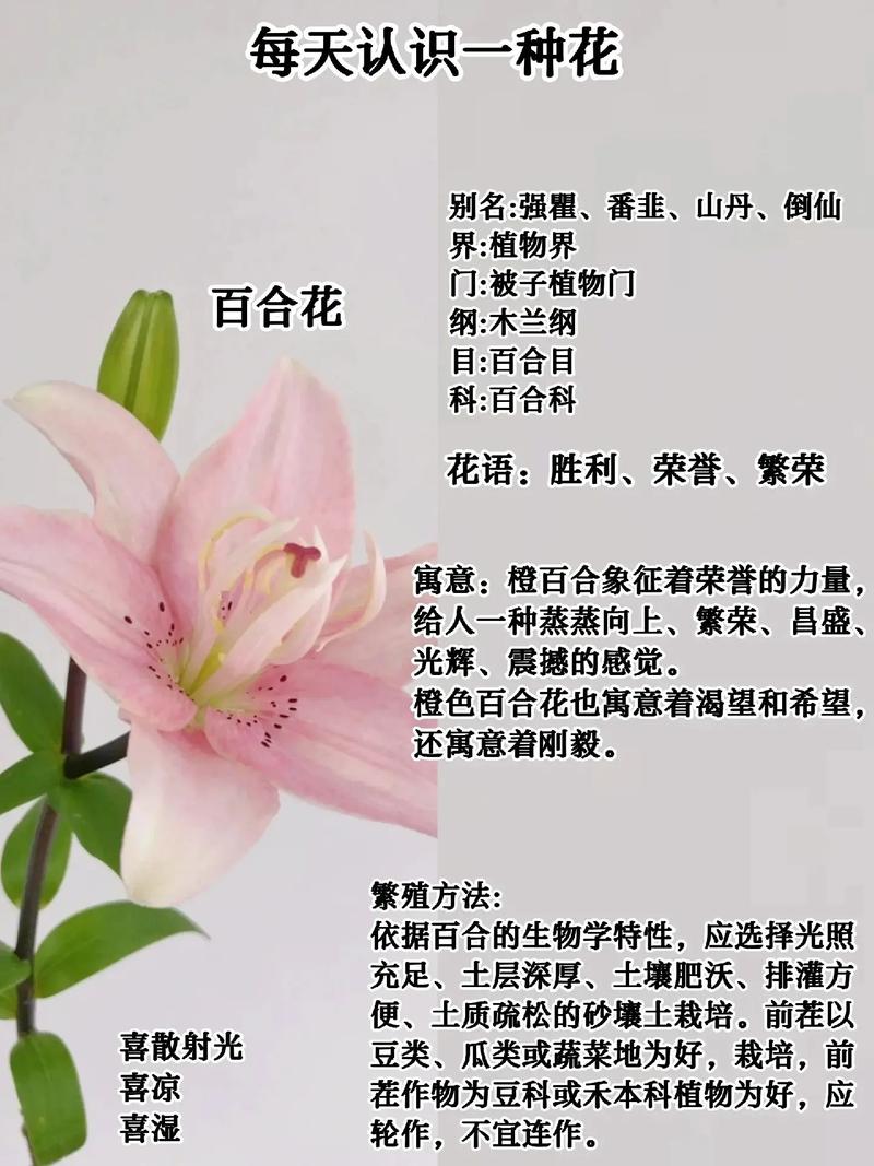 什么时候种百合，什么时候种百合最合适