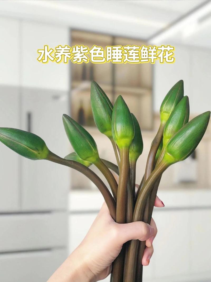 什么花可以水养，什么花可以水养好看