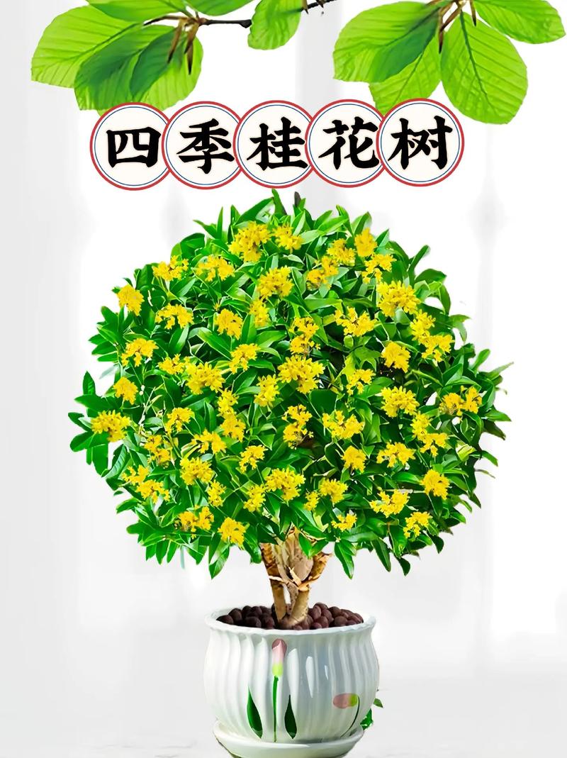 桂花什么季节开，桂花什么季节开花