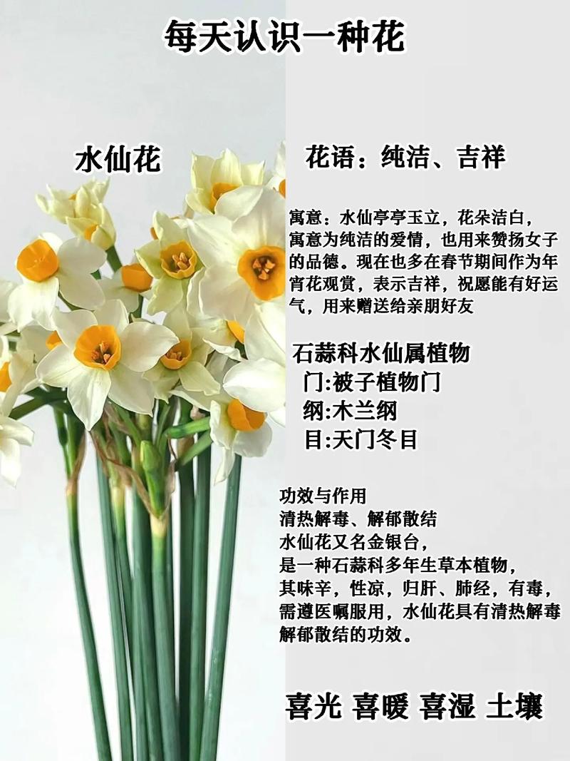 水仙花代表什么，水仙花代表什么意思