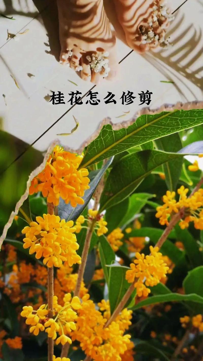 桂花怎么修剪枝叶，桂花怎么修剪枝叶视频