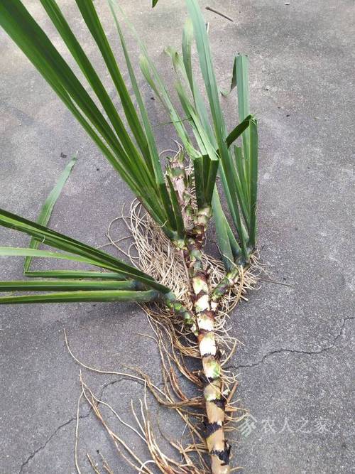 野生菖蒲怎么养殖方法，野生菖蒲怎么养殖方法视频