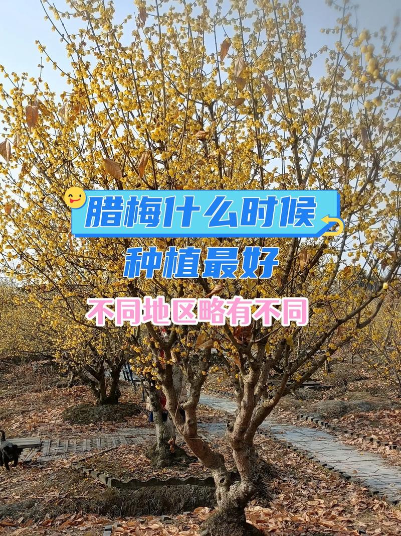 梅花什么时候种，梅花什么时候种植好