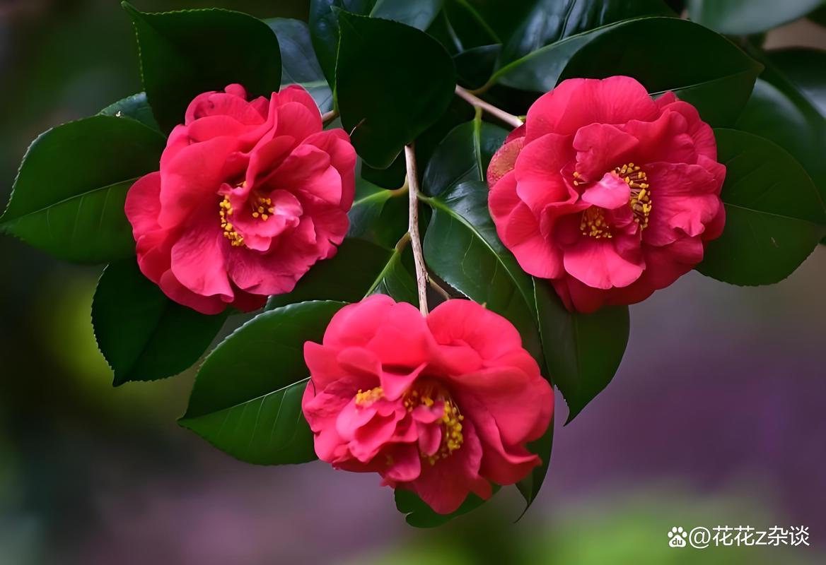 山茶花长什么样，山茶花长什么样子