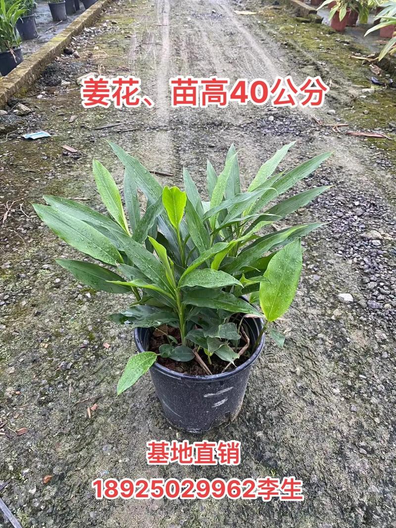 姜花怎么种植盆栽，姜花怎么种植盆栽视频