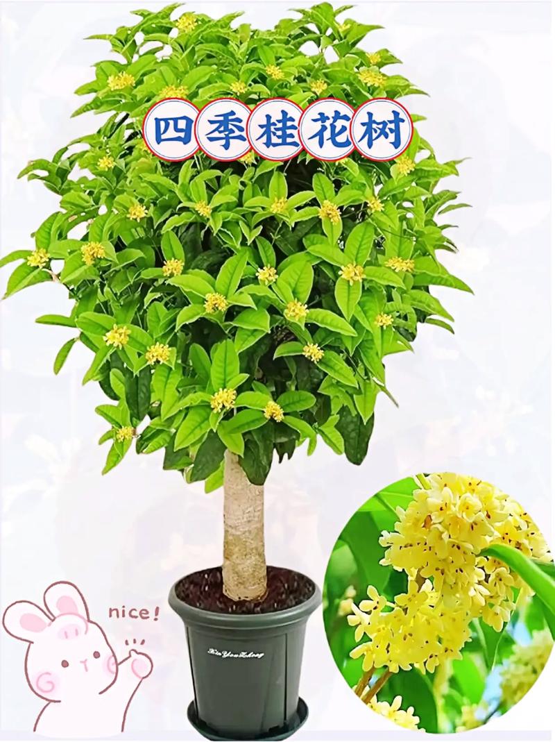 阳台盆栽养什么植物好看，阳台盆栽养什么植物好看又好养