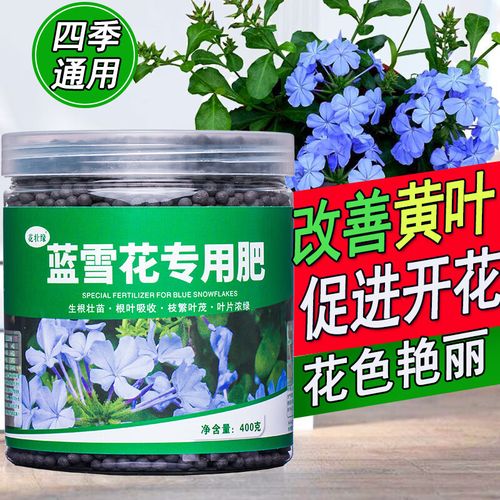 蓝雪花施什么肥，蓝雪花施什么肥料好