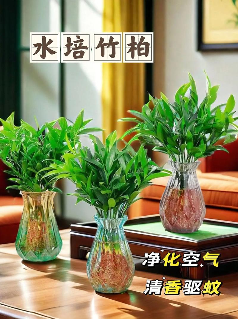 水培植物可以盆栽么，水培植物可以盆栽么吗