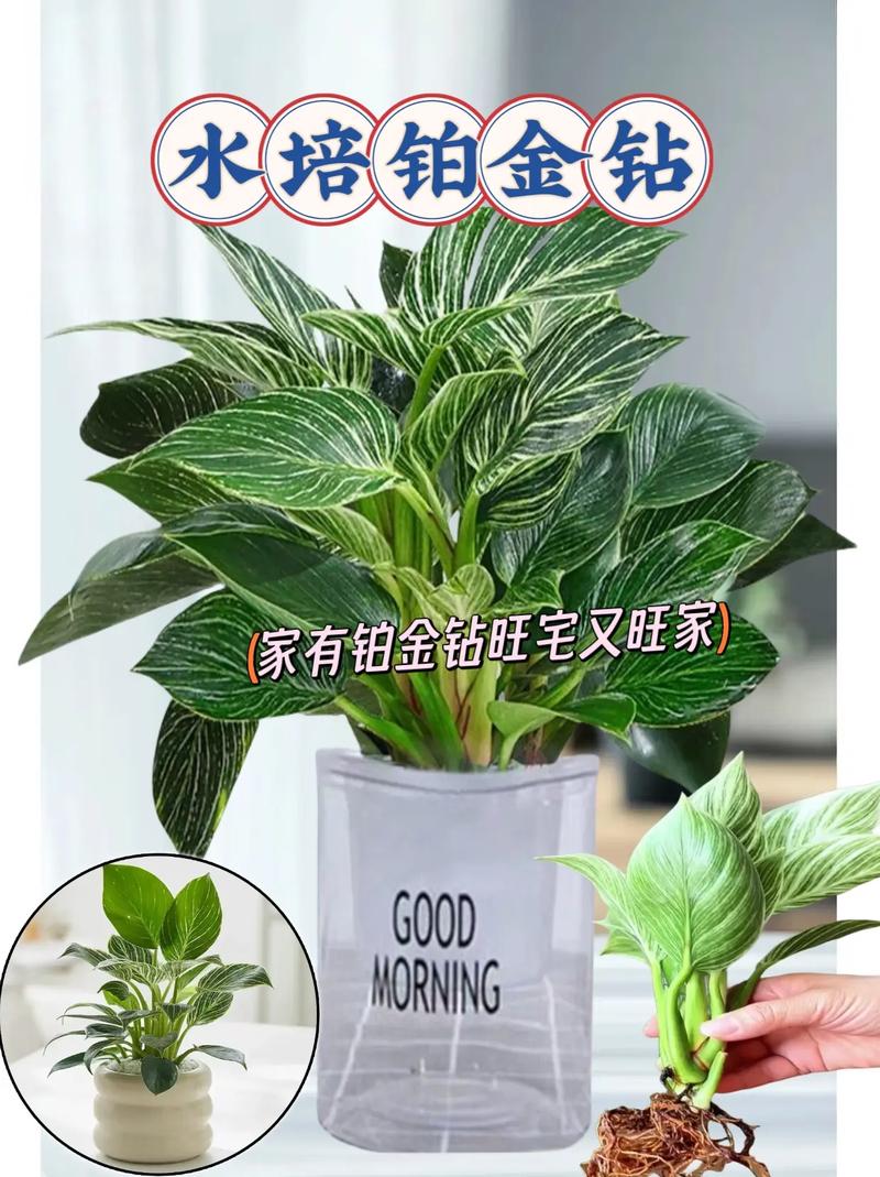 盆栽植物如何控温，盆栽植物如何控温最好