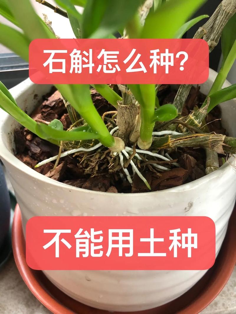 家养石斛怎么种植方法，家养石斛怎么种植方法视频