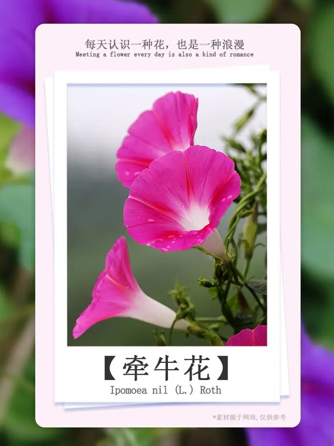 牵牛花象征什么，牵牛花象征什么寓意