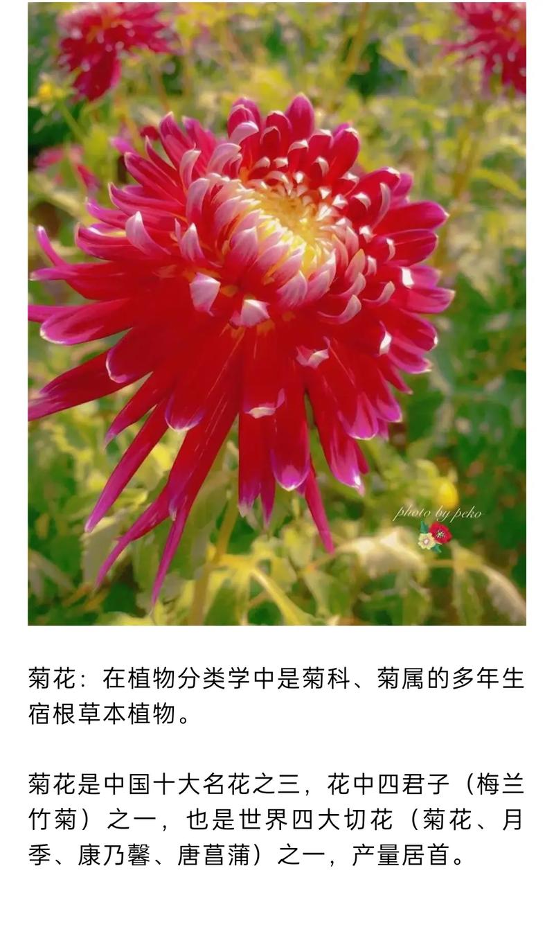 菊花有什么种类，菊花有什么种类图片带名字