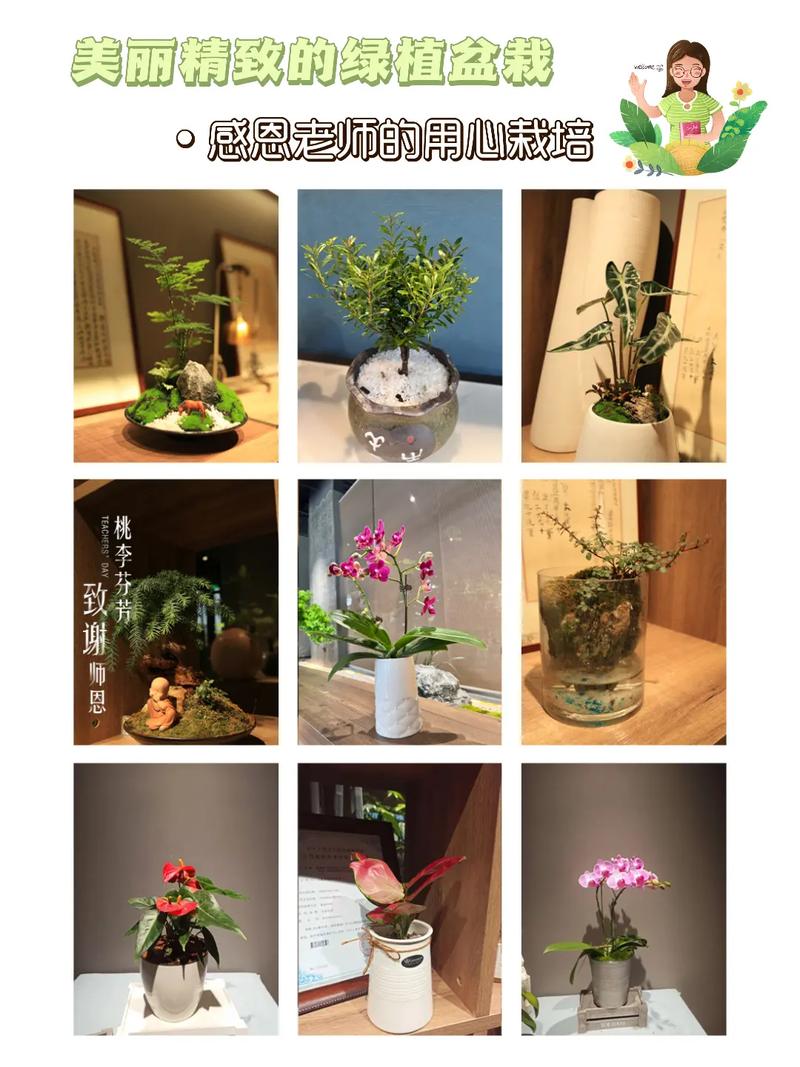 为师生免费派送植物盆栽，为师生免费派送植物盆栽文案