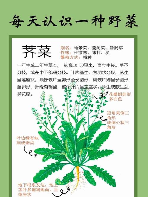 什么是荠菜图片，什么是荠菜图片功效