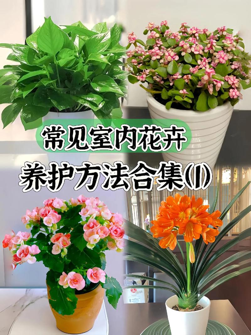 室外植物鲜花盆栽怎么养，室外植物鲜花盆栽怎么养护