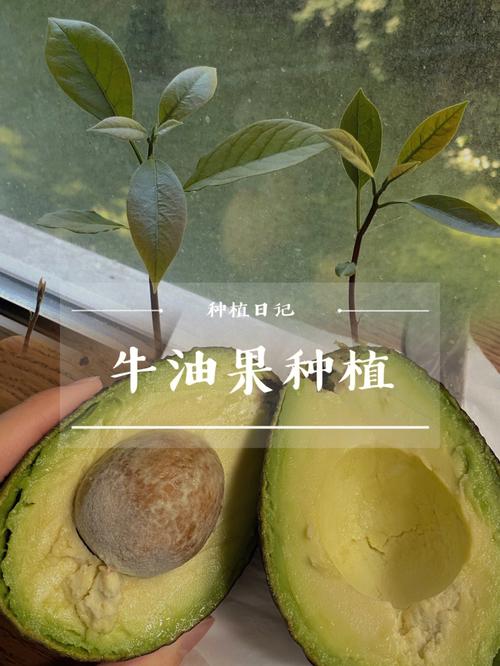 牛油果子怎么种-牛油果子怎么样种植