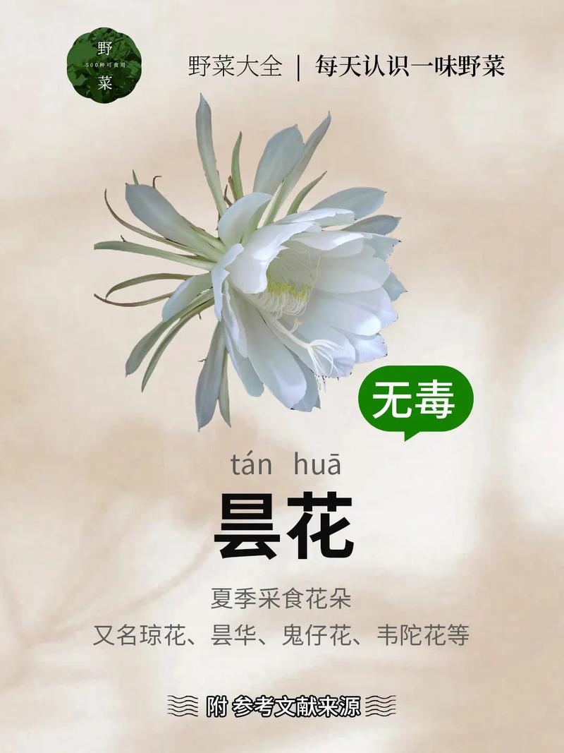 昙花花语是什么，昙花花语是什么意思