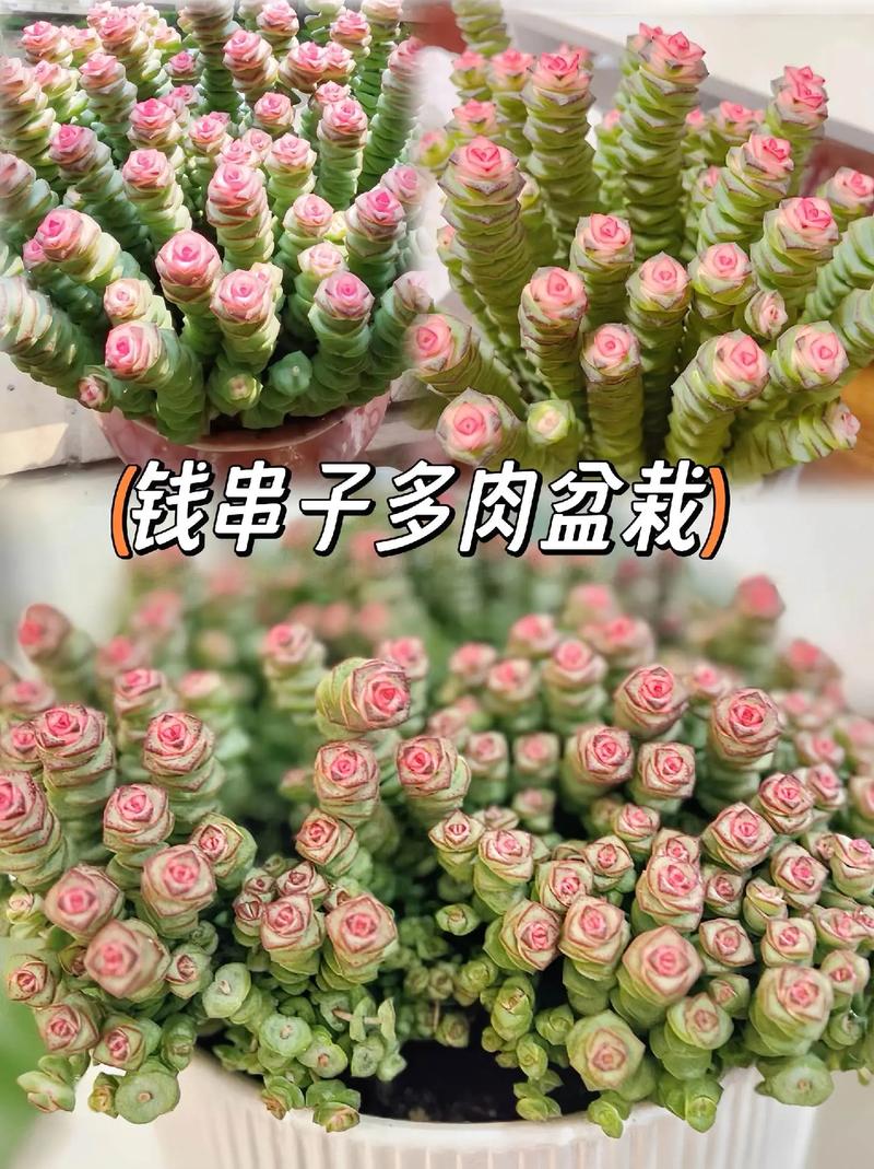 盆栽植物钱串子图片-盆栽植物钱串子图片大全