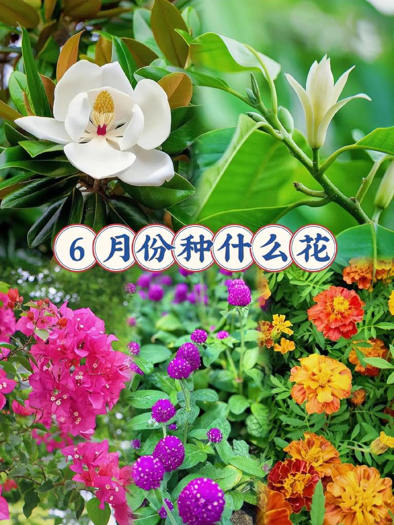 6月份种什么花，6月份种什么花最合适呢