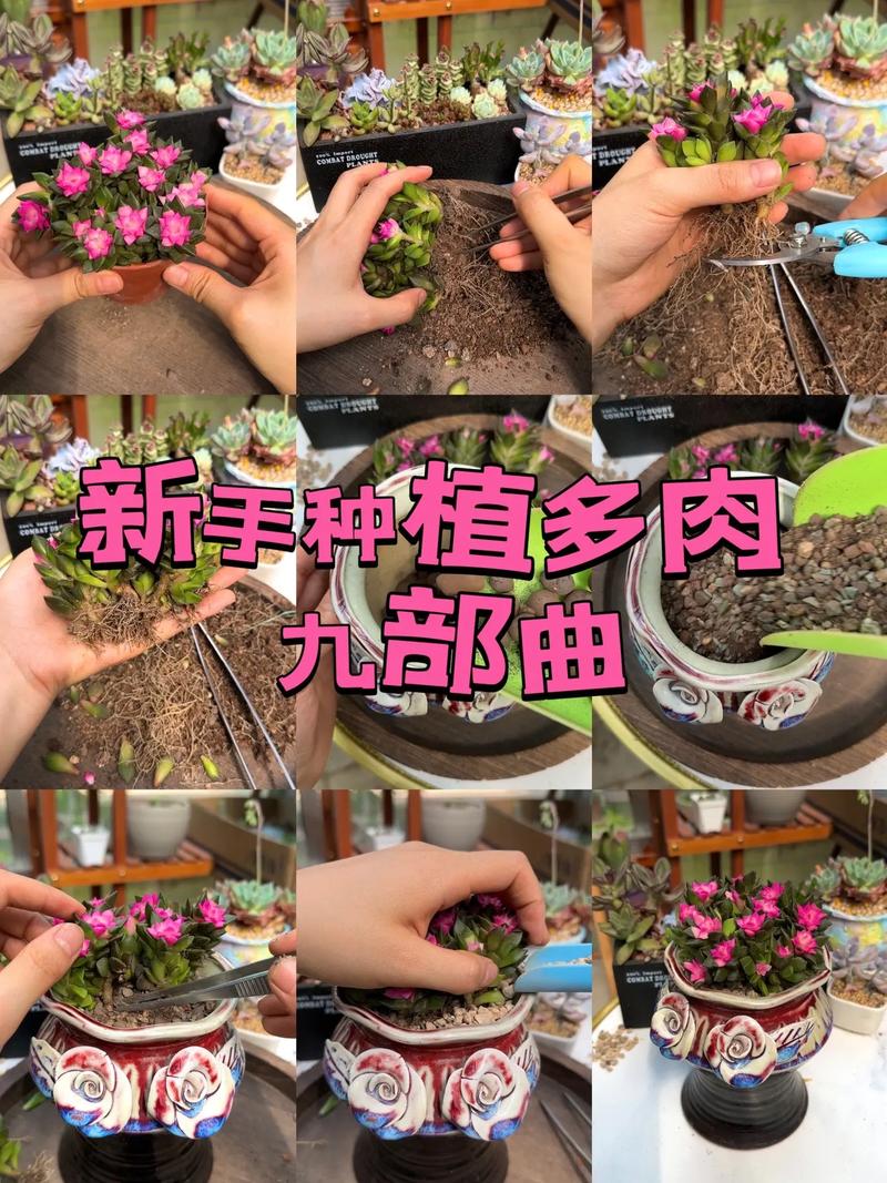 新手怎么养多肉植物，新手怎么养多肉植物视频