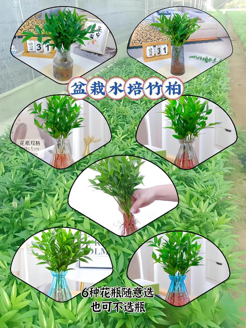 竹板盆栽水培植物怎么养，竹板盆栽水培植物怎么养护