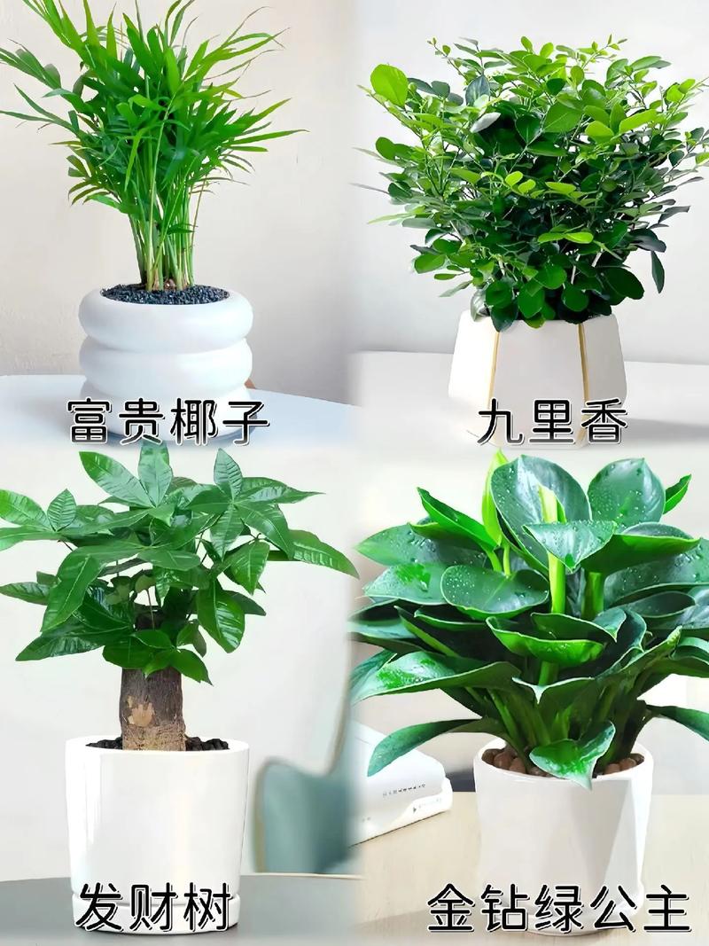 家里可以放几种盆栽植物，家里可以放几种盆栽植物吗