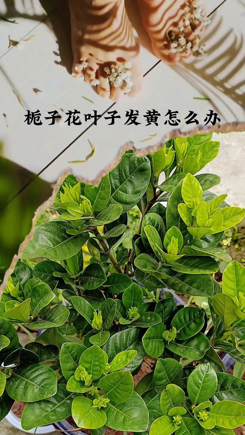 花木叶子发黄怎么办，花木叶子发黄怎么办呢