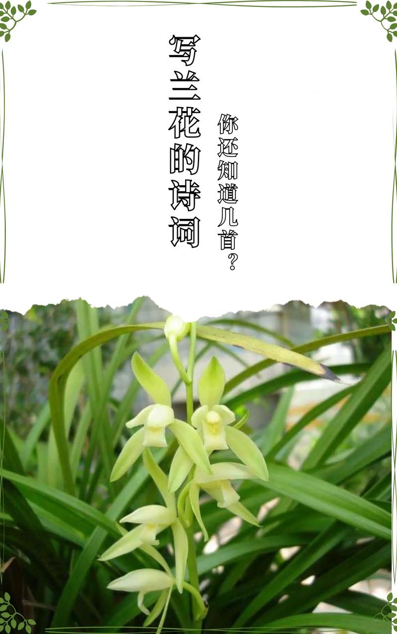 对兰花语是什么，兰花语是什么意思