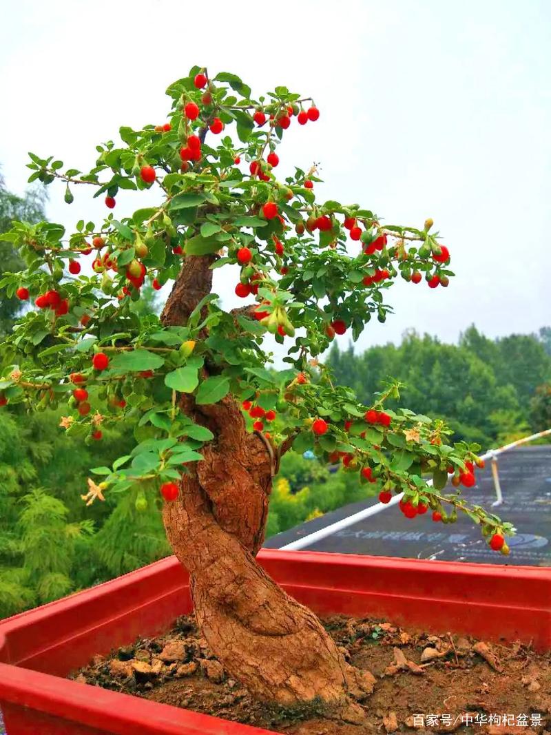 怎么让枸杞变成盆栽植物，怎么让枸杞变成盆栽植物呢