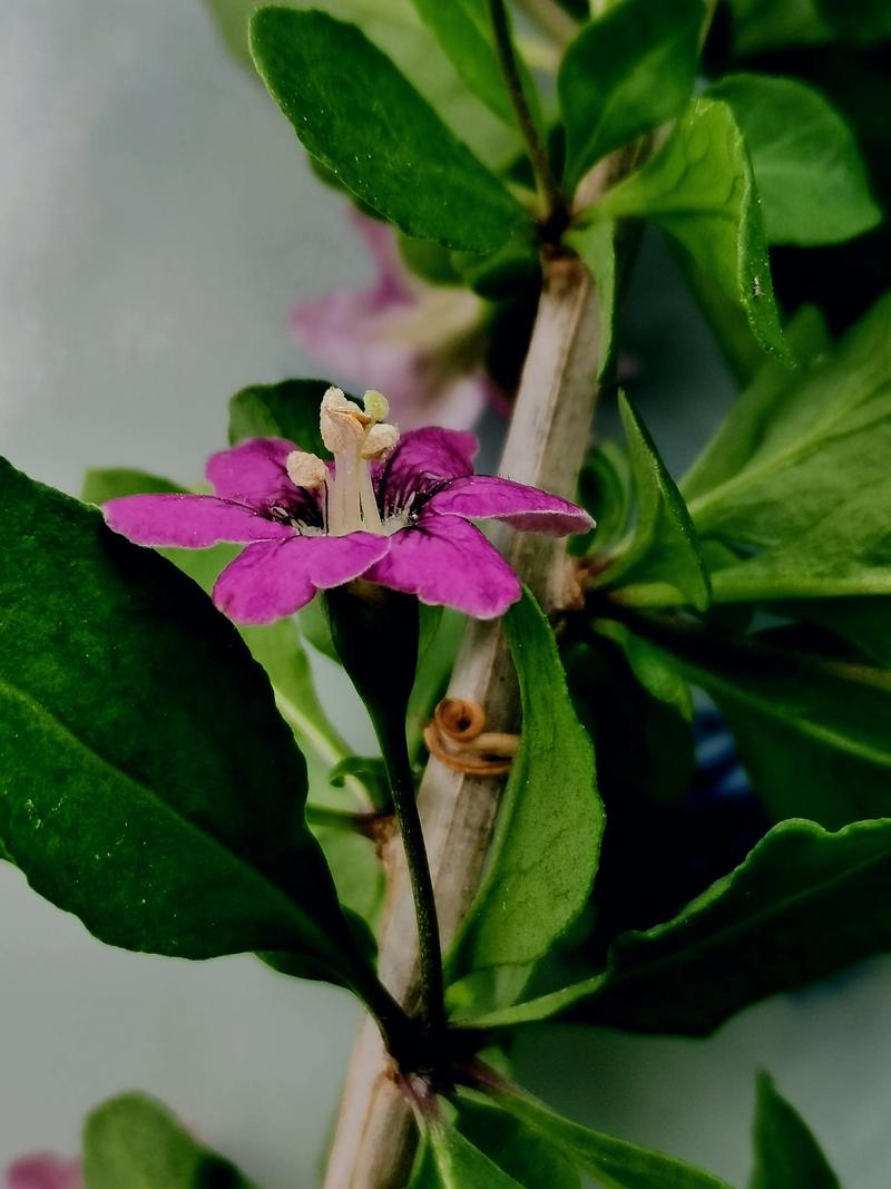 枸杞的花是什么，枸杞的花是什么颜色的