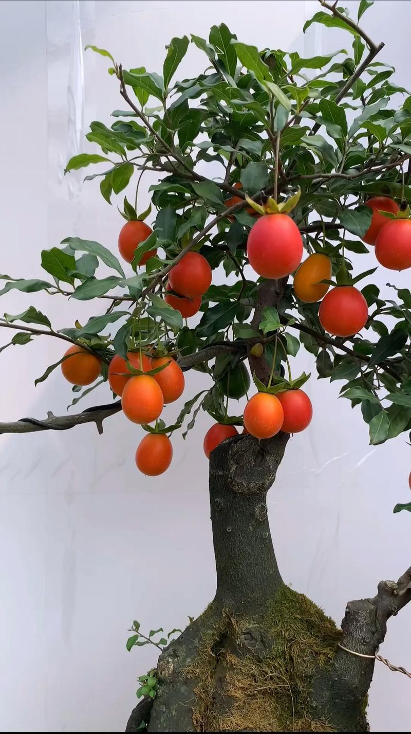 金弹子盆栽植物有毒吗，金弹子盆栽植物有毒吗图片