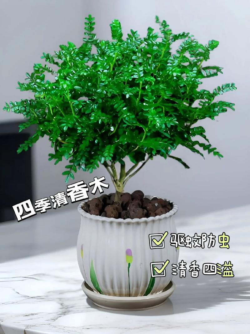 什么花草 驱蚊，什么花草驱蚊虫最有效又好养