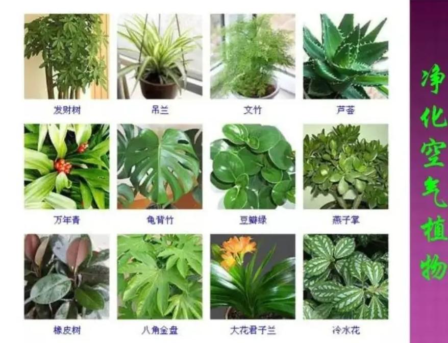 盆栽观叶植物包括哪几类，盆栽观叶植物包括哪几类植物