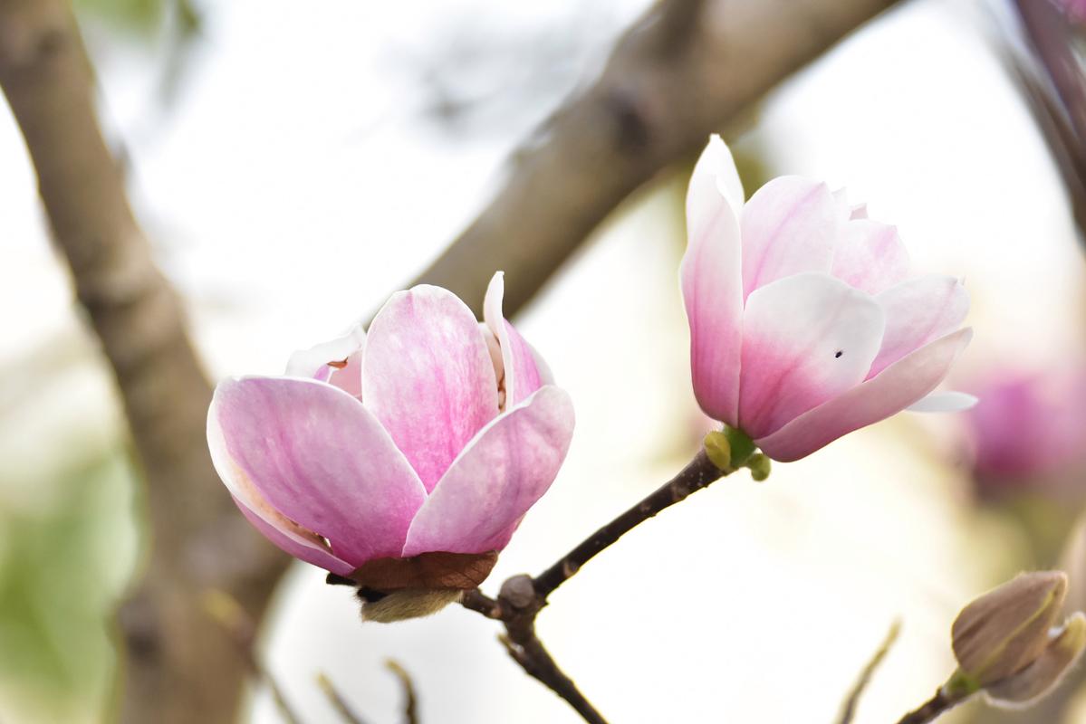 玉兰花植物盆栽图片大全，玉兰花植物盆栽图片大全大图