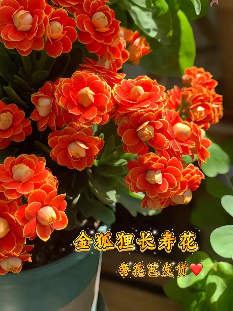 生日送什么植物，生日送什么植物寓意好