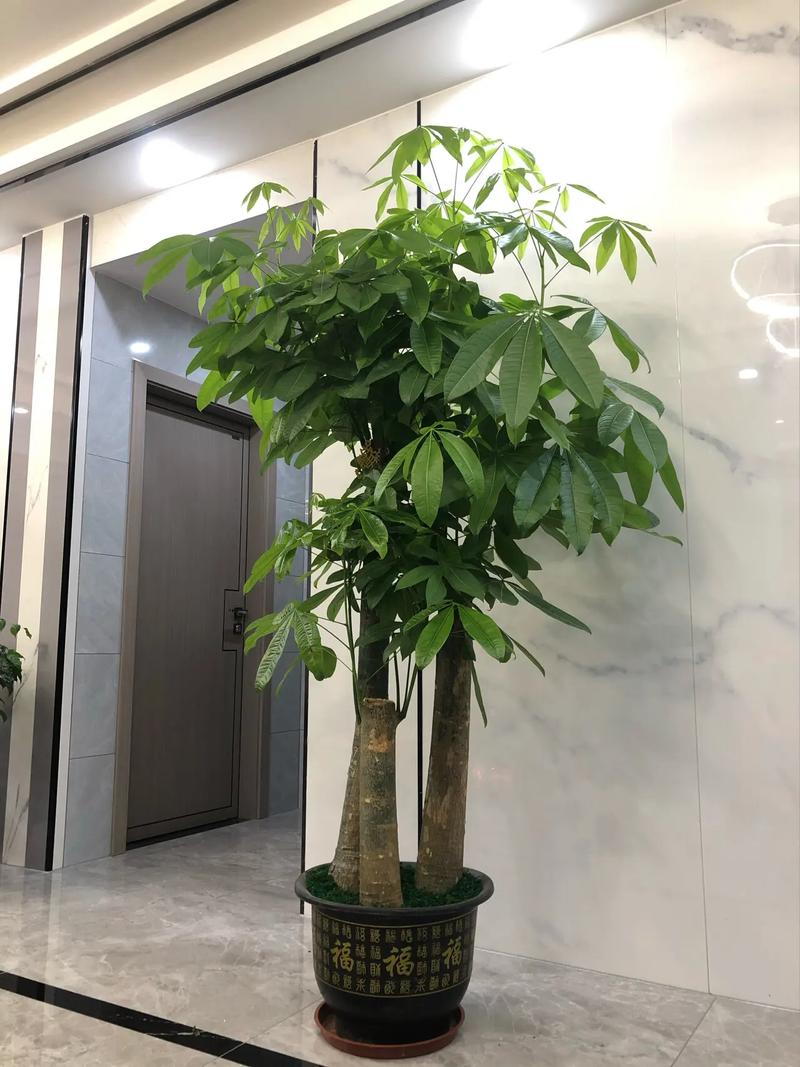 发财树什么植物，发财树什么植物品种