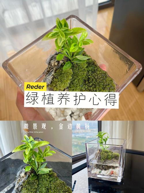 藓类植物盆栽怎么养护-藓种类和图片