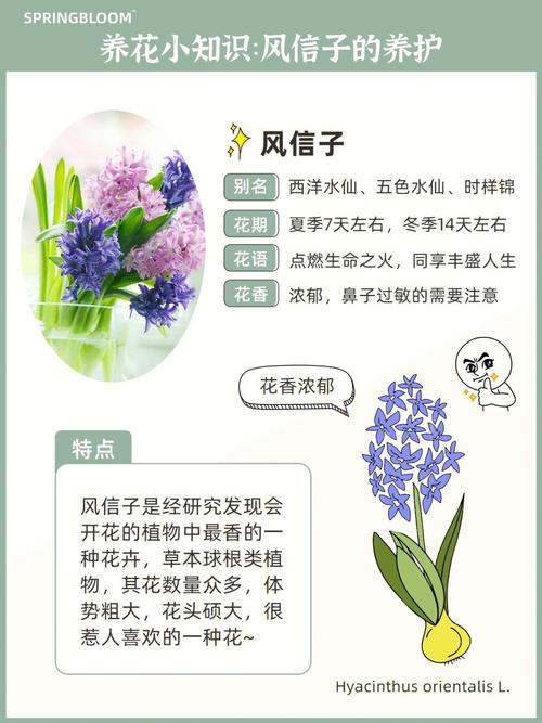 风信子开过花后怎么养，风信子开过花后怎么养护