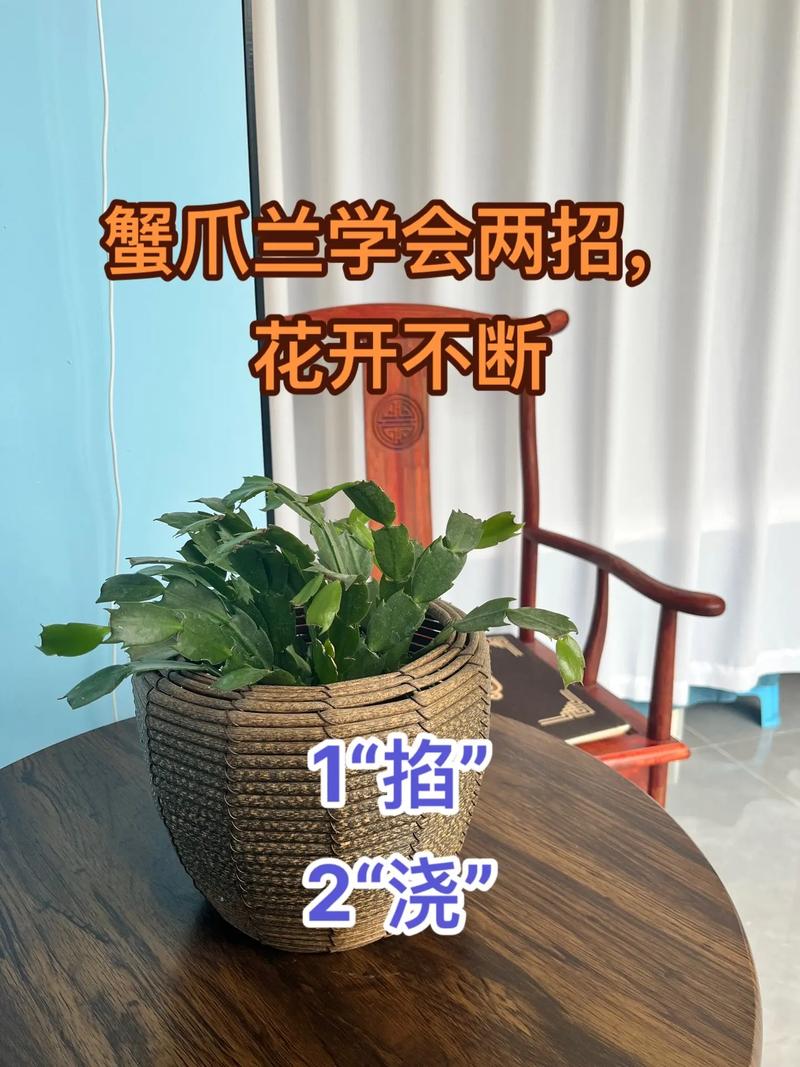 蟹爪兰怎么养才能开花，蟹爪兰怎么养才能开花不断