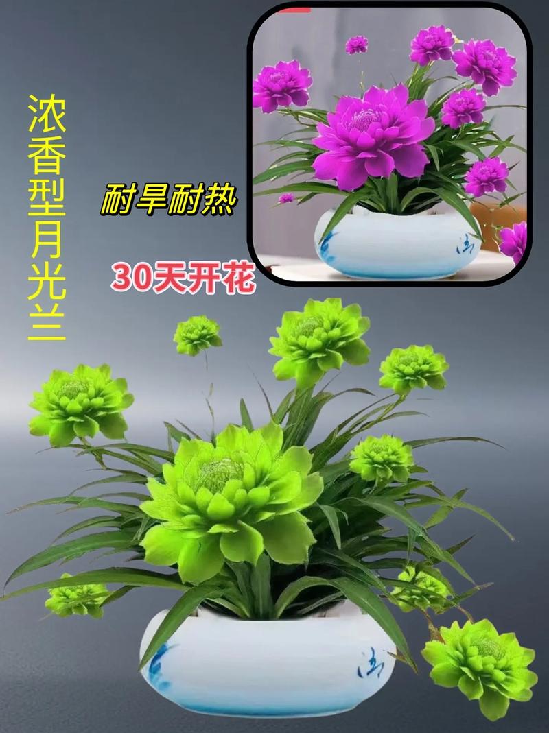 盆栽植物什么时候种植，盆栽植物什么时候种植最好