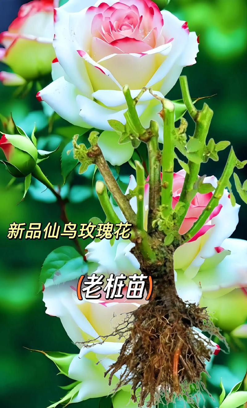 什么花好养耐寒，什么花好养耐寒还耐热每年都开花四季常青