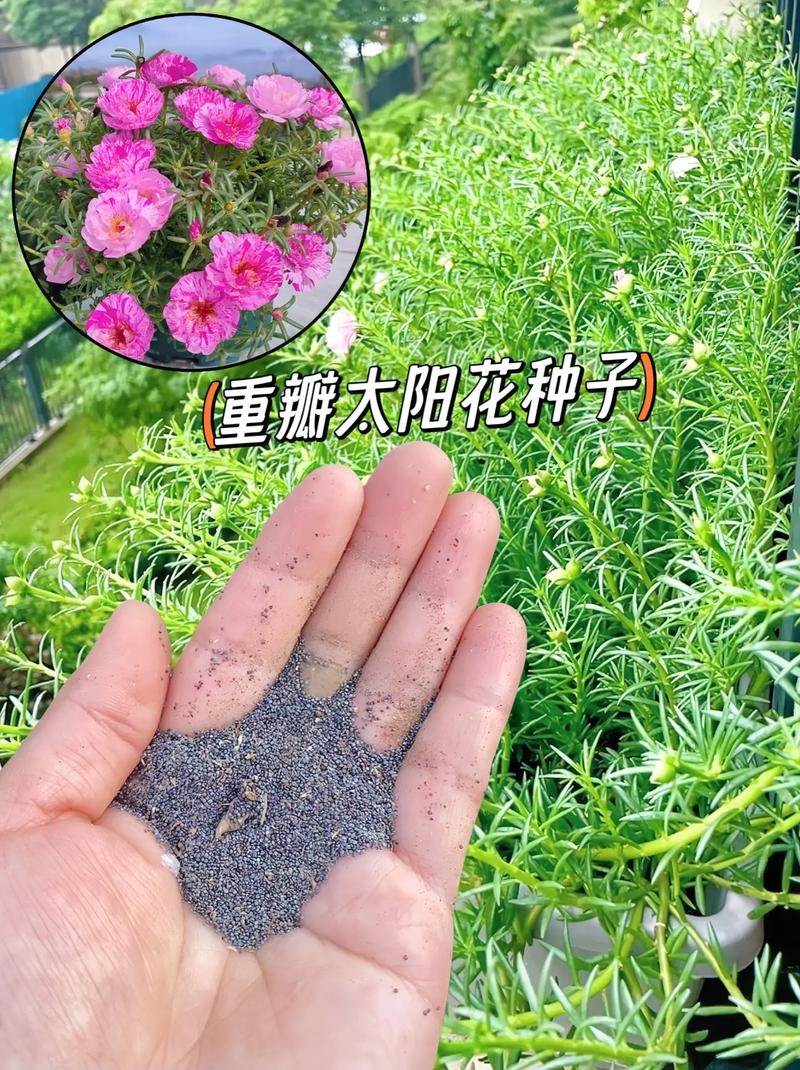 花种什么季节种，花种什么季节种植