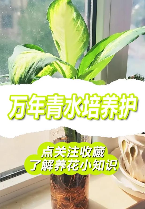 万年青夏天怎么浇水，万年青夏天怎么浇水好