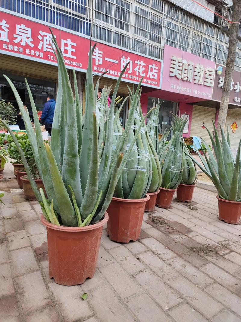 芦荟用什么花盆，芦荟用什么花盆最好