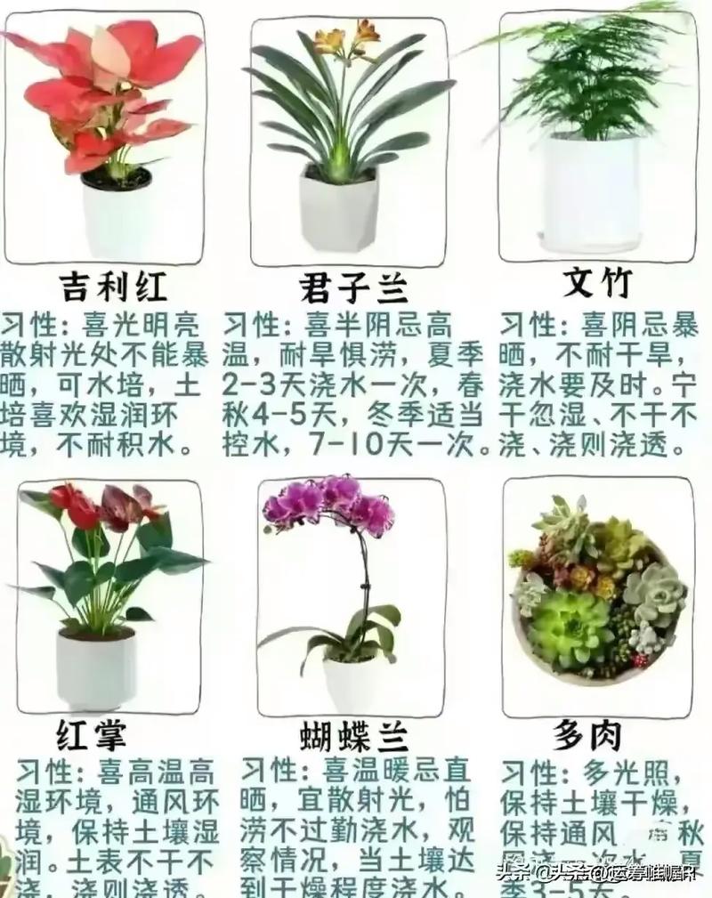 室内盆栽植物如何选择时间，室内盆栽植物如何选择时间和方法